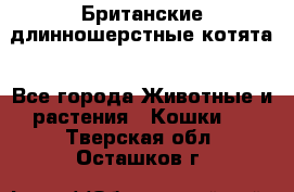 Британские длинношерстные котята - Все города Животные и растения » Кошки   . Тверская обл.,Осташков г.